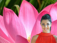 Blooming lotus